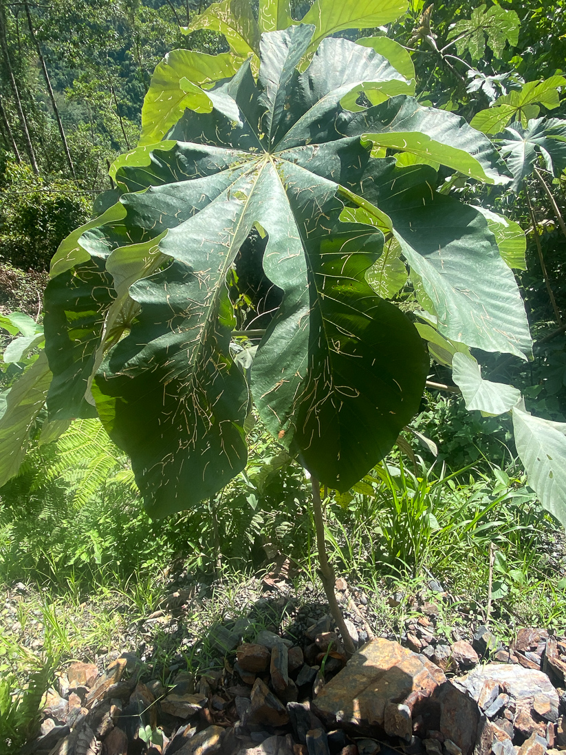 Cecropia med mycket minor