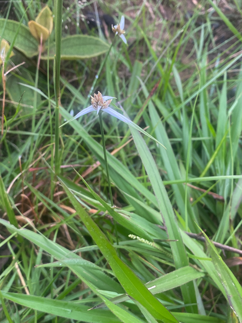 Rhynchospora nervosa (en småag)