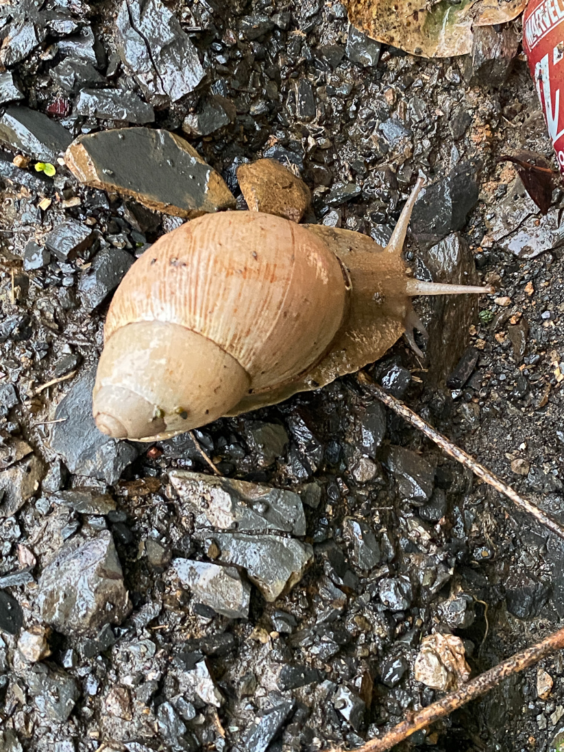 South American Giant Snail, Megalobulimus oblongus