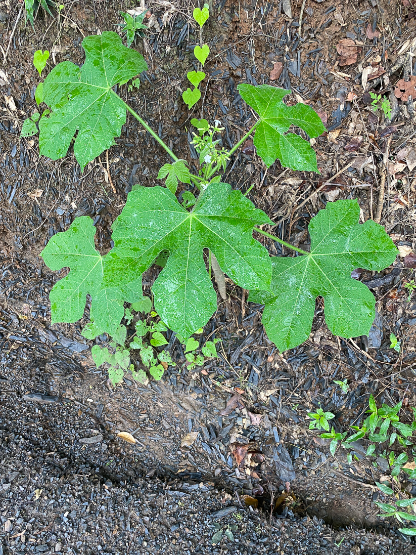 Cnidoscolus urens (en törelväxt)