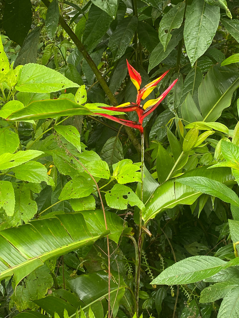 Helicona tortuosa