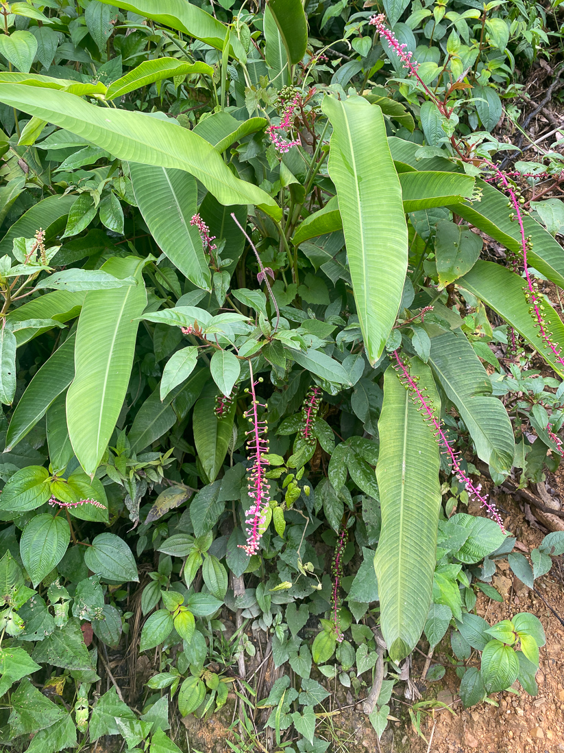 Phytolacca bogotensis (ett kermesbär)