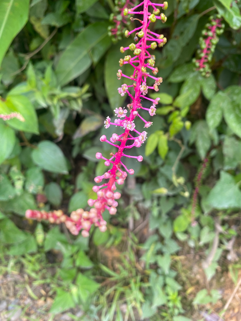 Venezuelan Pokeweed, Phytolacca rivinoides (ett kermesbär)