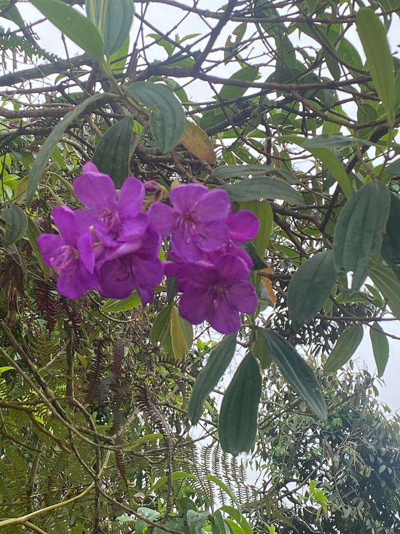 Centradenia sp.