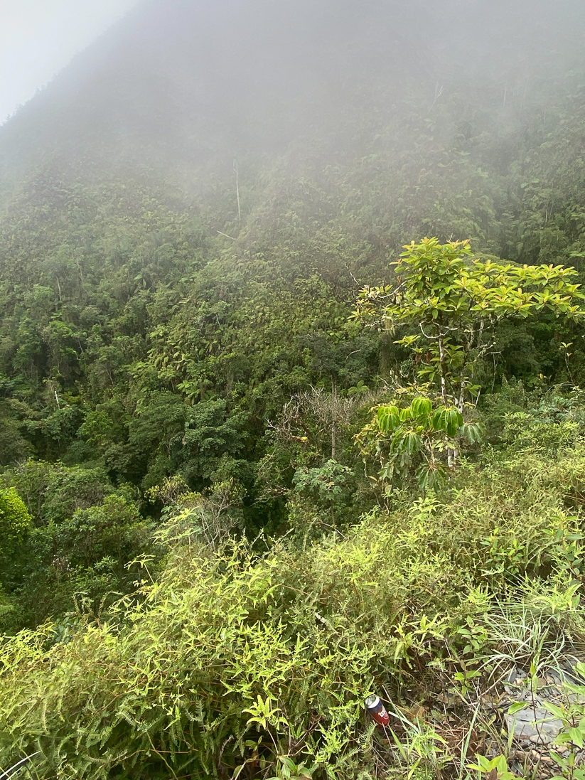 Yungasskog, 3800 m.