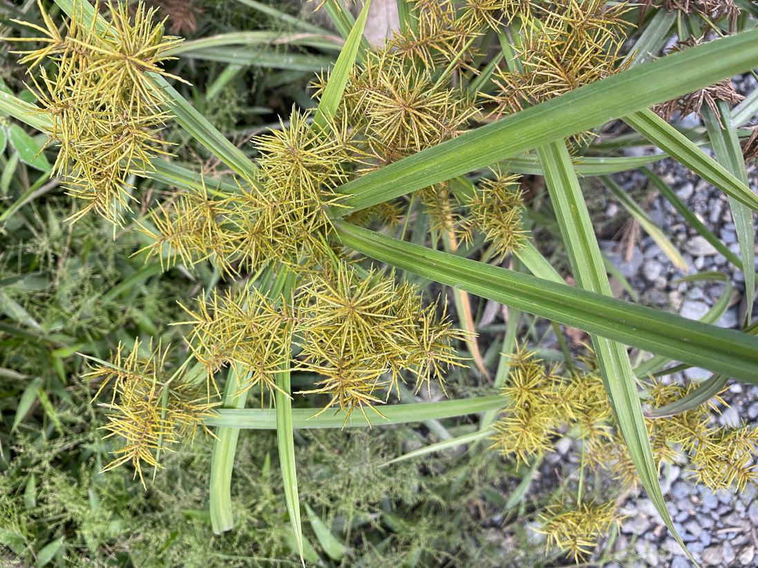 Cyperus odoratus (en skärmag)