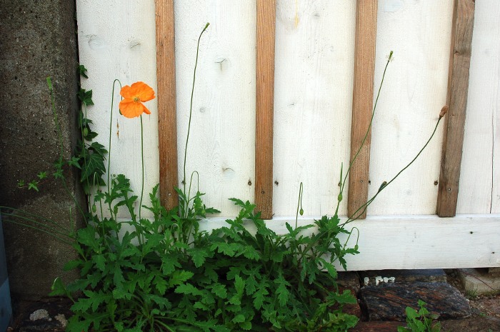 Atlasvallmo, Papaver atlanticum