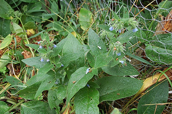 Bergvall&ouml;rt, Symphytum caucasicum