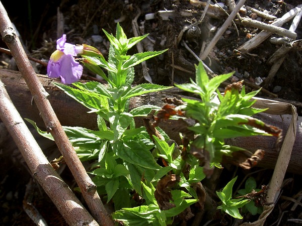 Bl&aring; gyckelblomma, Mimulus ringens