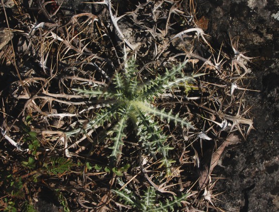 Elfenbenstistel, Ptilostemon afer