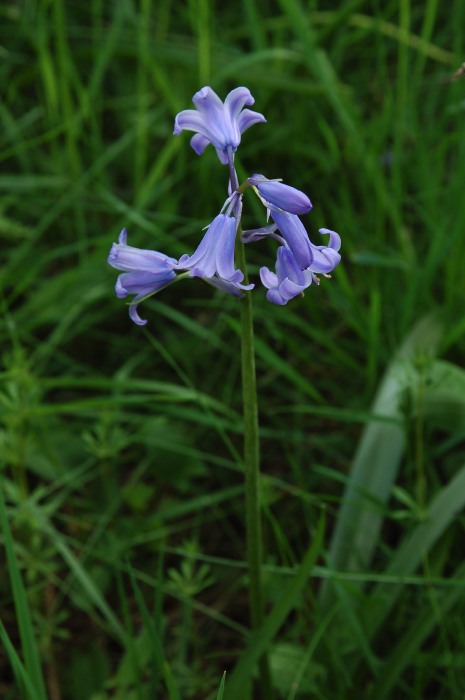 Engelsk klockhyacint, Hyacinthoides non-scripta