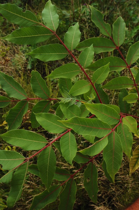 Falskt korktr&auml;d, Tetradium danielli