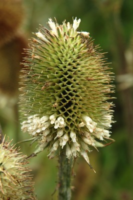 Flikig kardvädd, Dipsacus laciniatus