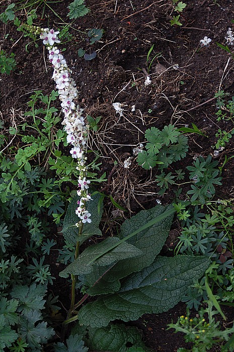 Franskt kungsljus, Verbascum chaixii ssp. orientale 'Album'