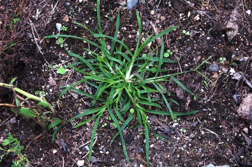 Gåshirs, Elusine indica ssp. indica