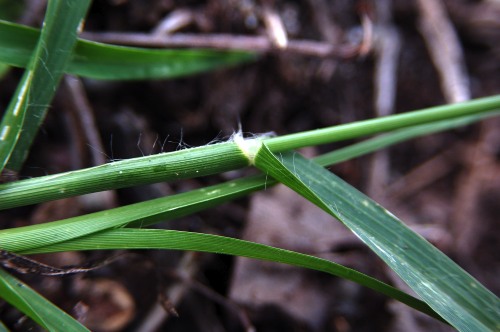 Gåshirs, Elusine indica ssp. indica