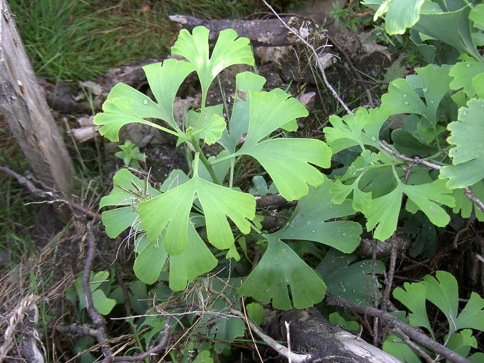 Ginkgo, Ginkgo biloba
