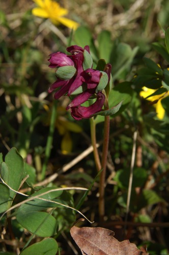 Gotl&auml;ndsk nunne&ouml;rt, Corydalis gotlandica