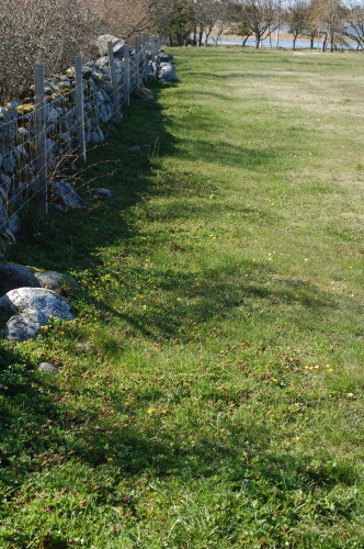 Gotl&auml;ndsk nunne&ouml;rt, Corydalis gotlandica