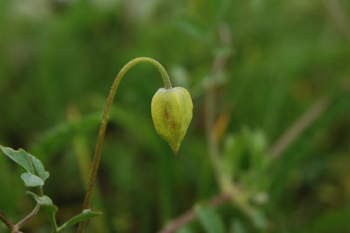 Gullklematis, Clematis tangutica