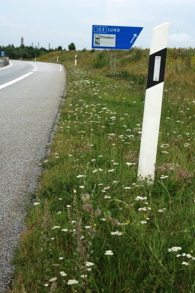 Gullklematis, Clematis tangutica