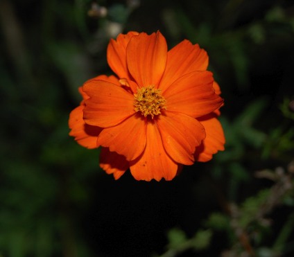 Gullskära, Cosmos sulphureus 'Carioca'