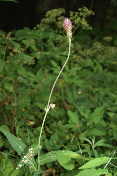 hybrid brudborste x k&aring;ltistel