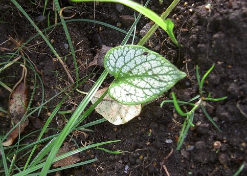 Kaukasisk förgätmigej, Brunnera macrophylla 'Jack Frost'