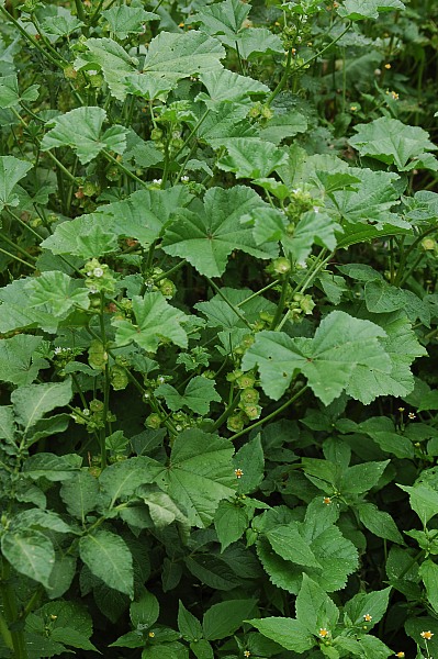 Kvarnkattost, Malva parviflora