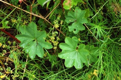 Obeskriven daggk&aring;pa, Alchemilla sp.
