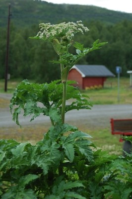Troms&ouml;loka, Heracleum laciniatum