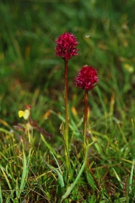 brudkulla, Gymnadena runei