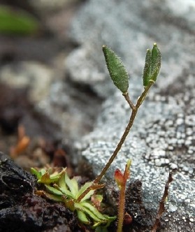 blockhavsdraba (smaldraba), Draba cacuminum ssp. angusticarpa