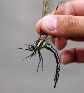 Vassmosaiksl&auml;nda, Aeshna serrata