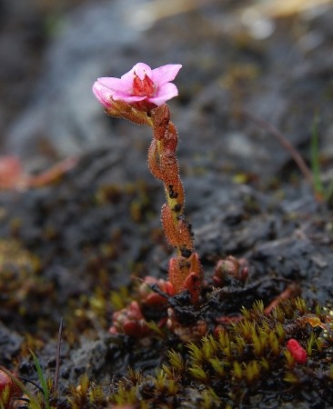 klibbig fetknopp, Sedum villosum