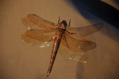 brun mosaiksl&auml;nda