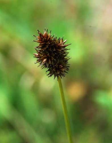 Carex bebbii