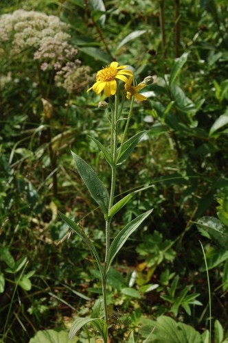 v&auml;garnika, Arnica chamissonis