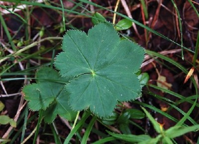 skarptandad daggk&aring;pa