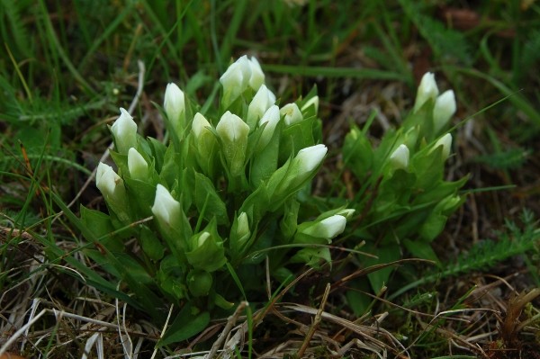 s&auml;tergentiana, Gentianella campestris var. islandica