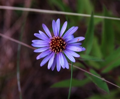 Sibirisk aster, Aster sibiricus