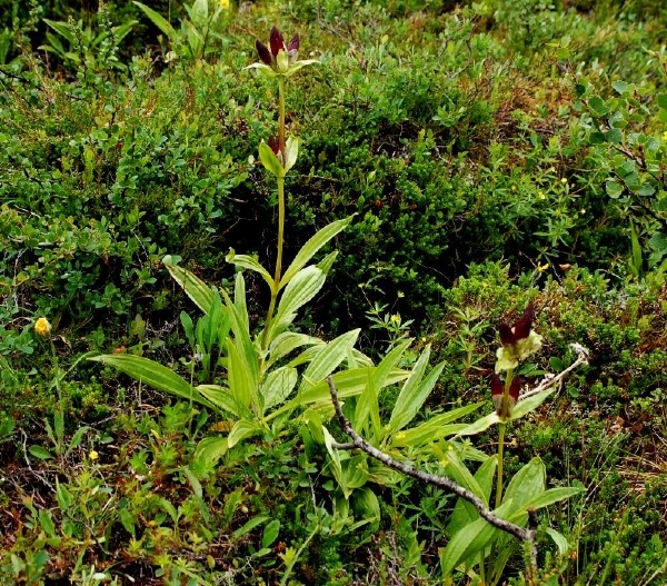baggsöta, Gentiana purpurea