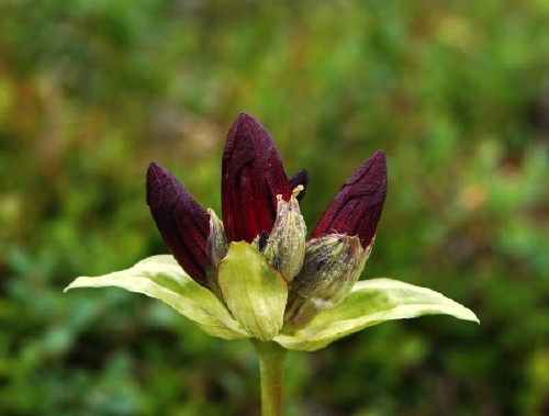 baggs&ouml;ta, Gentiana purpurea