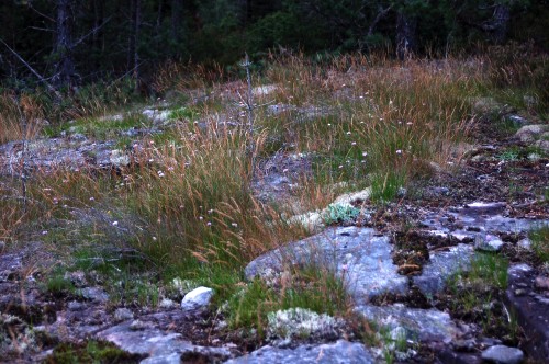 kantl&ouml;k, Allium senescens