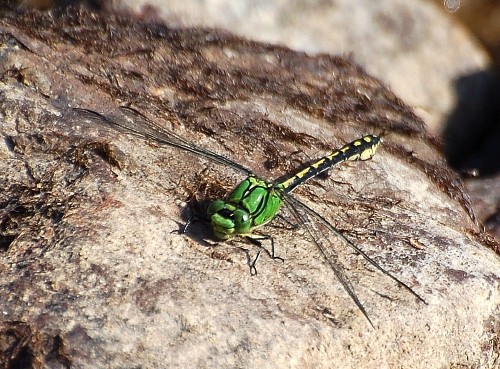 Gr&ouml;n flodtrollsl&auml;nda