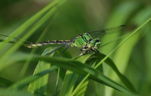 Gr&ouml;n flodtrollsl&auml;nda