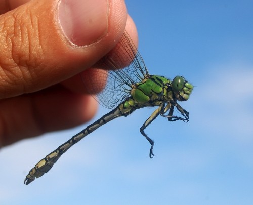 Gr&ouml;n flodtrollsl&auml;nda