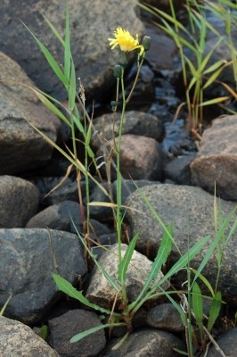 Klappermolke, Sonchus arvensis var. maritimus