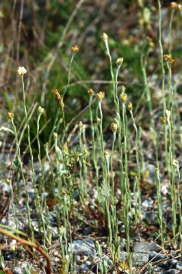 vitnoppa, Pseudognaphilium luteoalbum