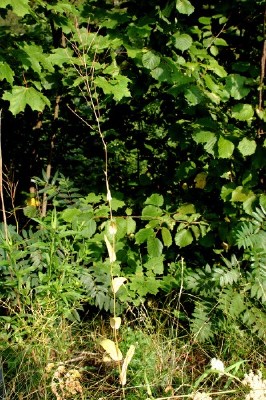 Arabis brassica [k&aring;lskrinneblom]